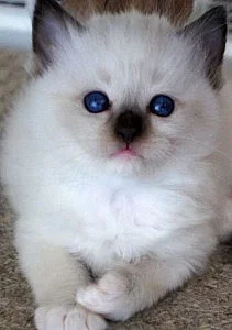Ragdoll Kitten