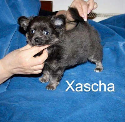 Čivava dlouhosrstá s PP