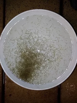 Síh peleď - váčkový plůdek