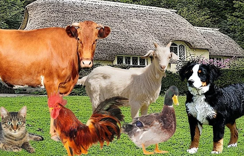 Maso a kostní moučka, drůbeží výrobky podle nabídky jídla.