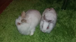 Prodám dvě samičky zakrslého králíčka