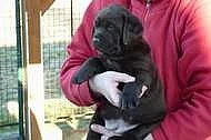Labrador retriever