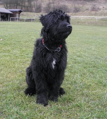 Briard s PP