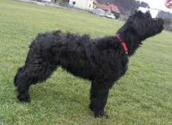 Briard s PP