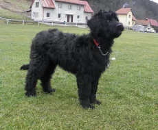 Briard s PP