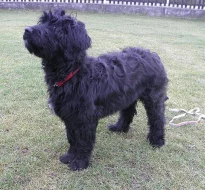Briard s PP