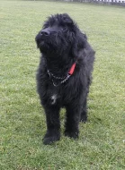 Briard s PP