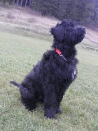 Briard s PP