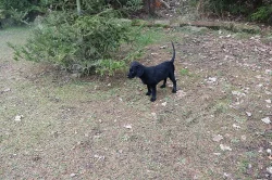 Flat Coated Retriever