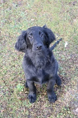 Flat Coated Retriever