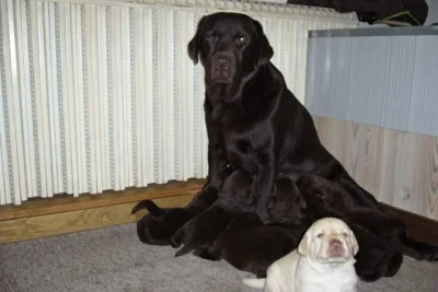 Čokoládová štěňátka Labradorského retrievera