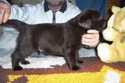 Čokoládová štěňátka Labradorského retrievera