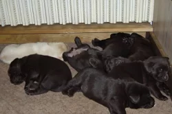 Čokoládová štěňátka Labradorského retrievera