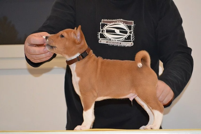 Basenji štěňátka