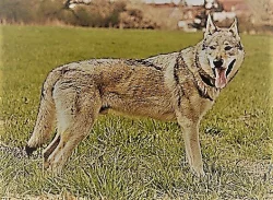 Československý vlčák - štěňata