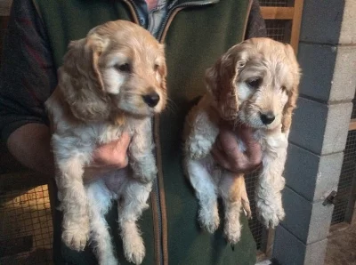 2 štěňata Blenheim Cockapoo připraveni