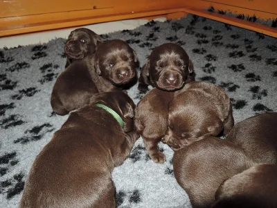 Čokoládová štěňátka labradora s PP