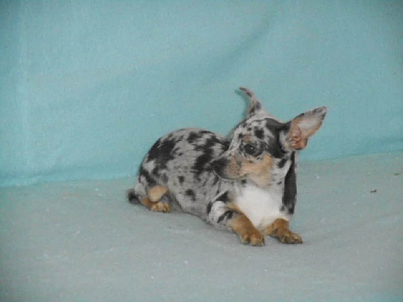 Čivava - merle štěňátka bez pp