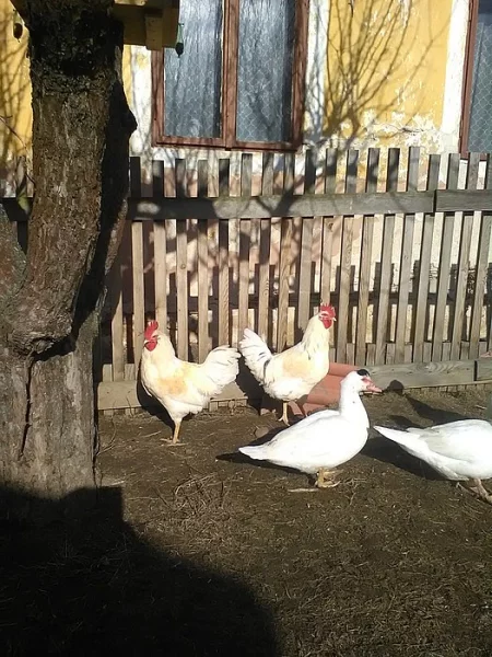Prodám kohouty