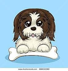 Koupím štěňátko fenečky SHITZU, SHIH TZU, ŠICU, SHI - TZU