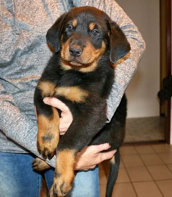 Beauceron s PP