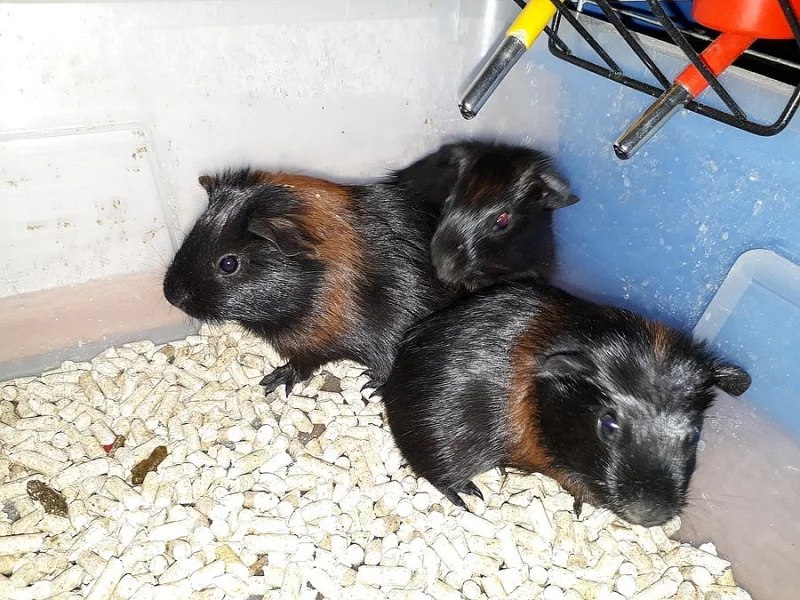 Samečci hladký satén a samička anglický crested