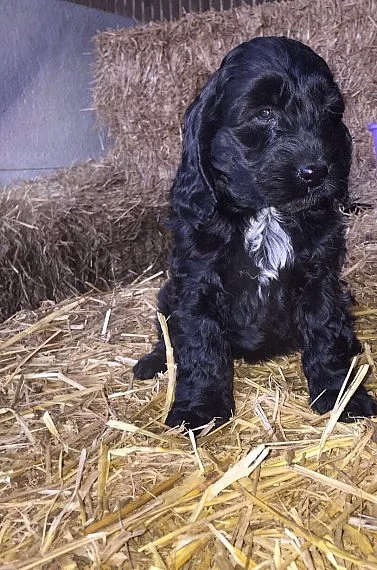 2 štěňata Blenheim Cockapoo připraveni