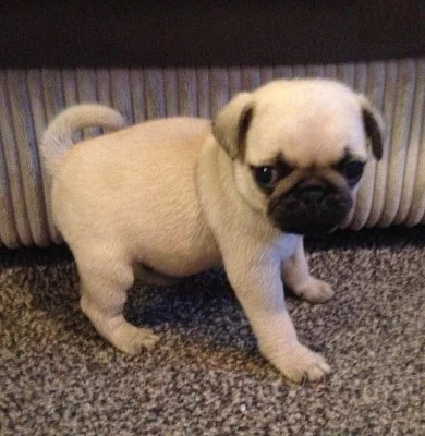 Cheeky Pug Puppies zdarma Re-domovů