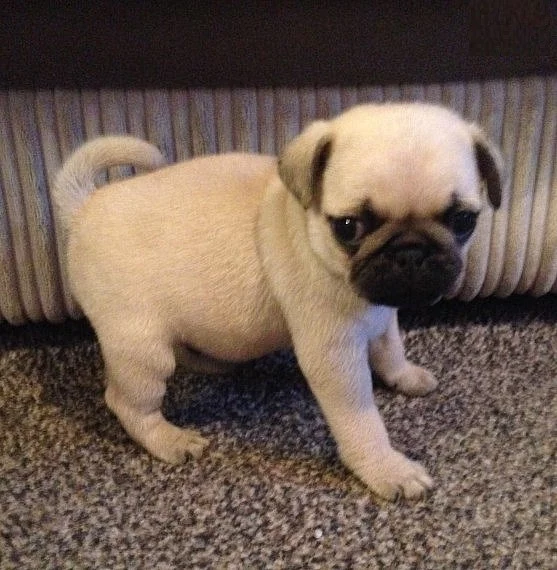 Cheeky Pug Puppies zdarma Re-domovů