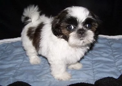 K, c Reg 12 týden starý chlapec Shih Tzu Puppy.