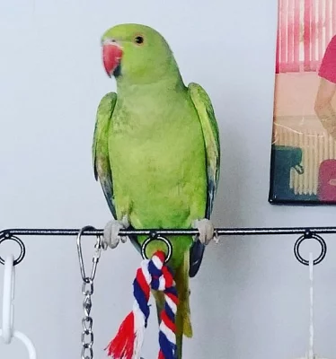 Pár indických Ringnecků