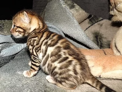 roztomilé bengálské koťata připravena