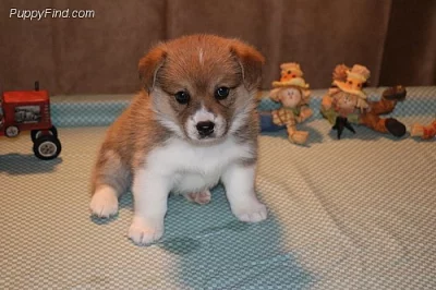 roztomilý Pembroke welsh Corgi štěňata na prodej