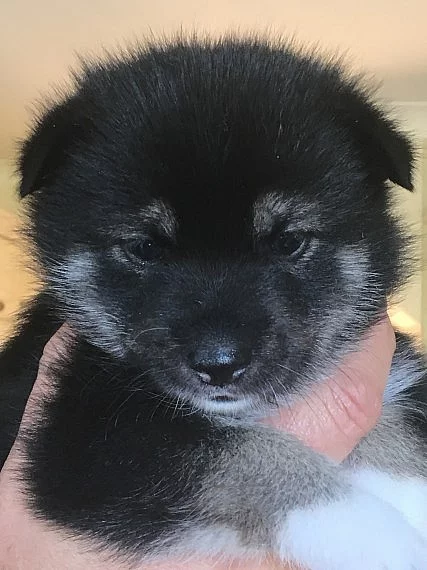 Roztomilé Pomsky štěňátka