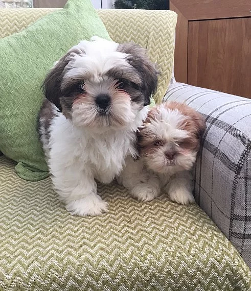 Shih Tzu štěňata