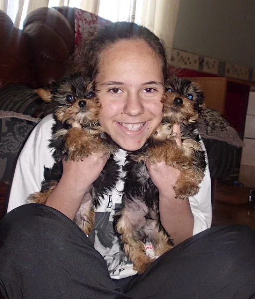Yorkshire terrier