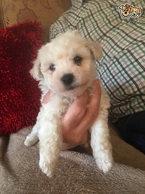Bichon Frise štěně doma