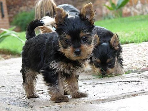 Yorkshire terrier