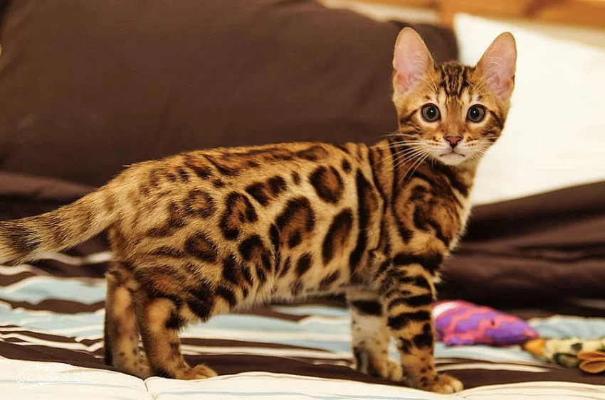 Bengálská kočka s pp k prodeji