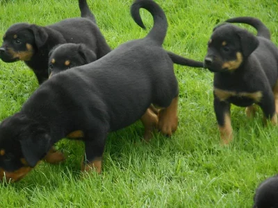 Rottweiler štěňata na prodej