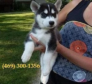 Sibiřské husky štěňata