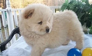 Affectionate Chow Chow Štěňátka pro rehoming