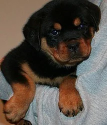 samice Rottweiler štěně