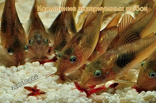 Artemie cyst