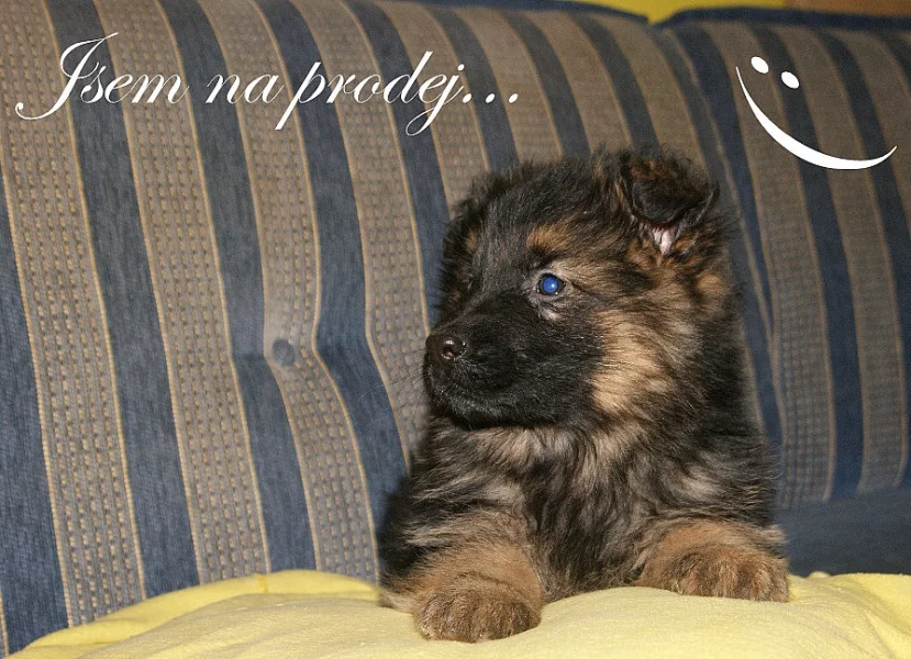 Německý ovčák