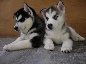 Hravé sibiřské Husky štěňata