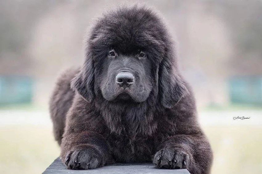 Novofundlandský pes s PP