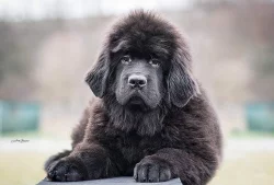 Novofundlandský pes s PP