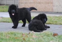 Novofundlandský pes s PP