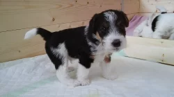 Čistokrevná štěňata drsnosrstého foxteriera
